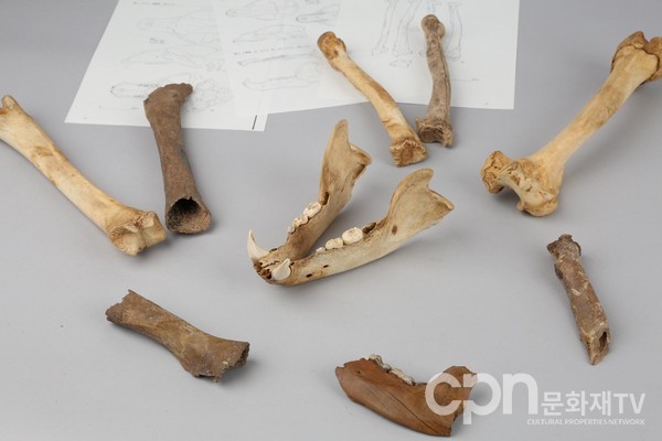 경주 월성 출토 곰뼈와 곰뼈 표본 (사진=문화재청)