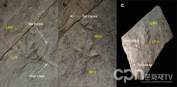 노바페스 울산엔시스(Novapes ulsanensis) 발자국과 꼬리 끈 흔적(Tail traces) 및 건열(Mud crack) (사진=문화재청)