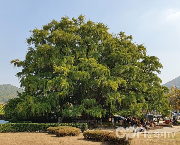 인천 장수동 은행나무 (사진=문화재청)