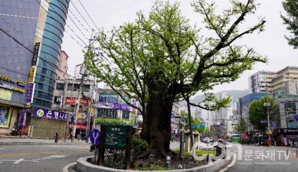 시흥동 은행나무(사진=CPN문화유산TV)