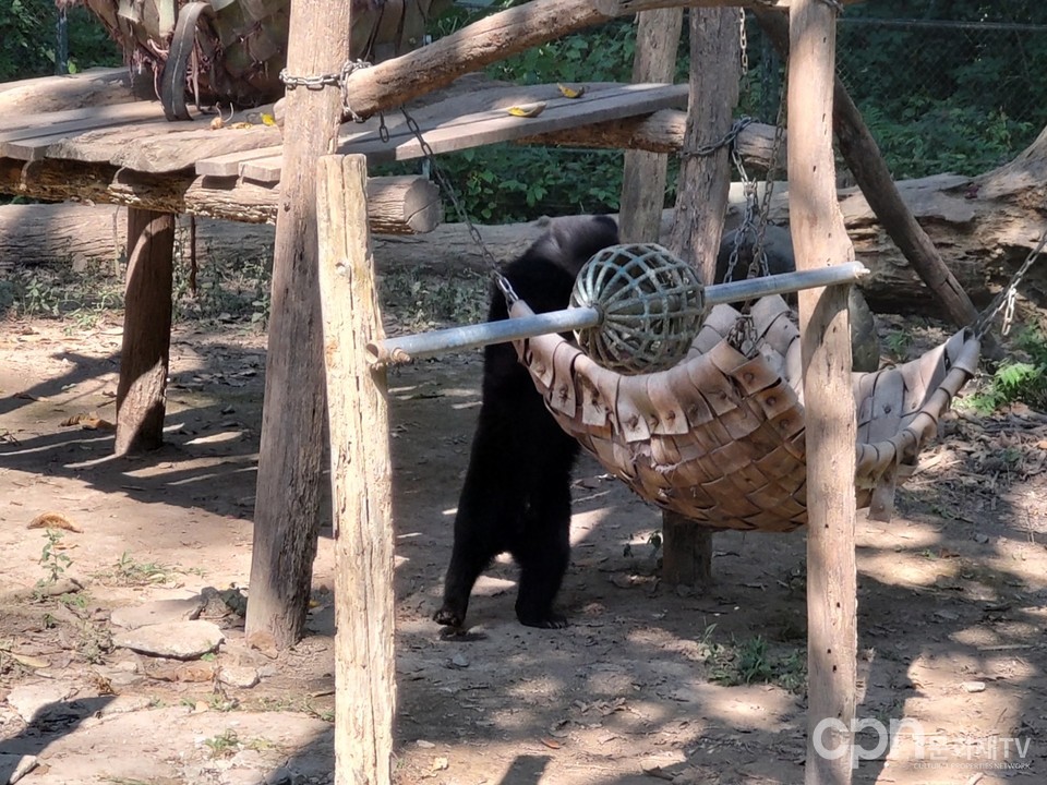 꽝시 폭포 공원 내, 라오스 정부로부터 보호받고 있는 반달가슴곰 (사진 = CPN문화재TV 임영은 기자)