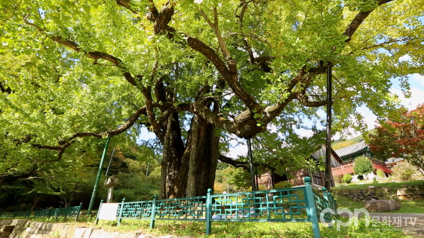 천연기념물 제402호 청도 적천사 은행나무 (사진 = CPN문화재TV)