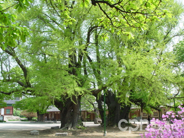 서울 문묘 은행나무(사진=문화재청)