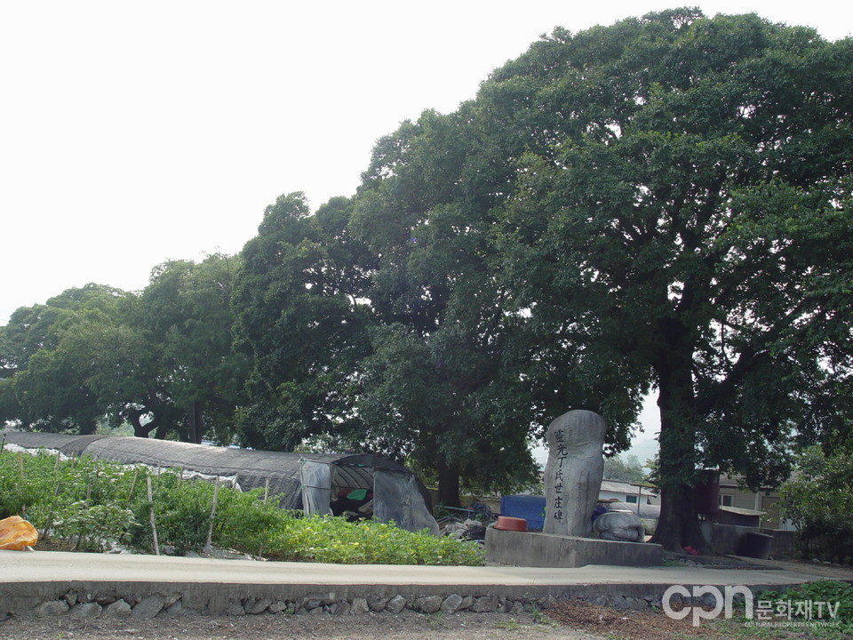 천연기념물 제480호 '보성 전일리 팽나무 숲' (사진 = 문화재청)