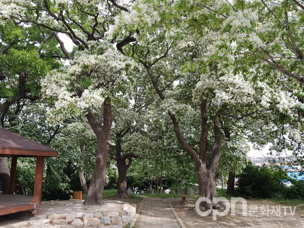 흥해향교 주변 이팝나무. 지난 5월  아름답게 꽃이 피었다. (사진=문화재청)